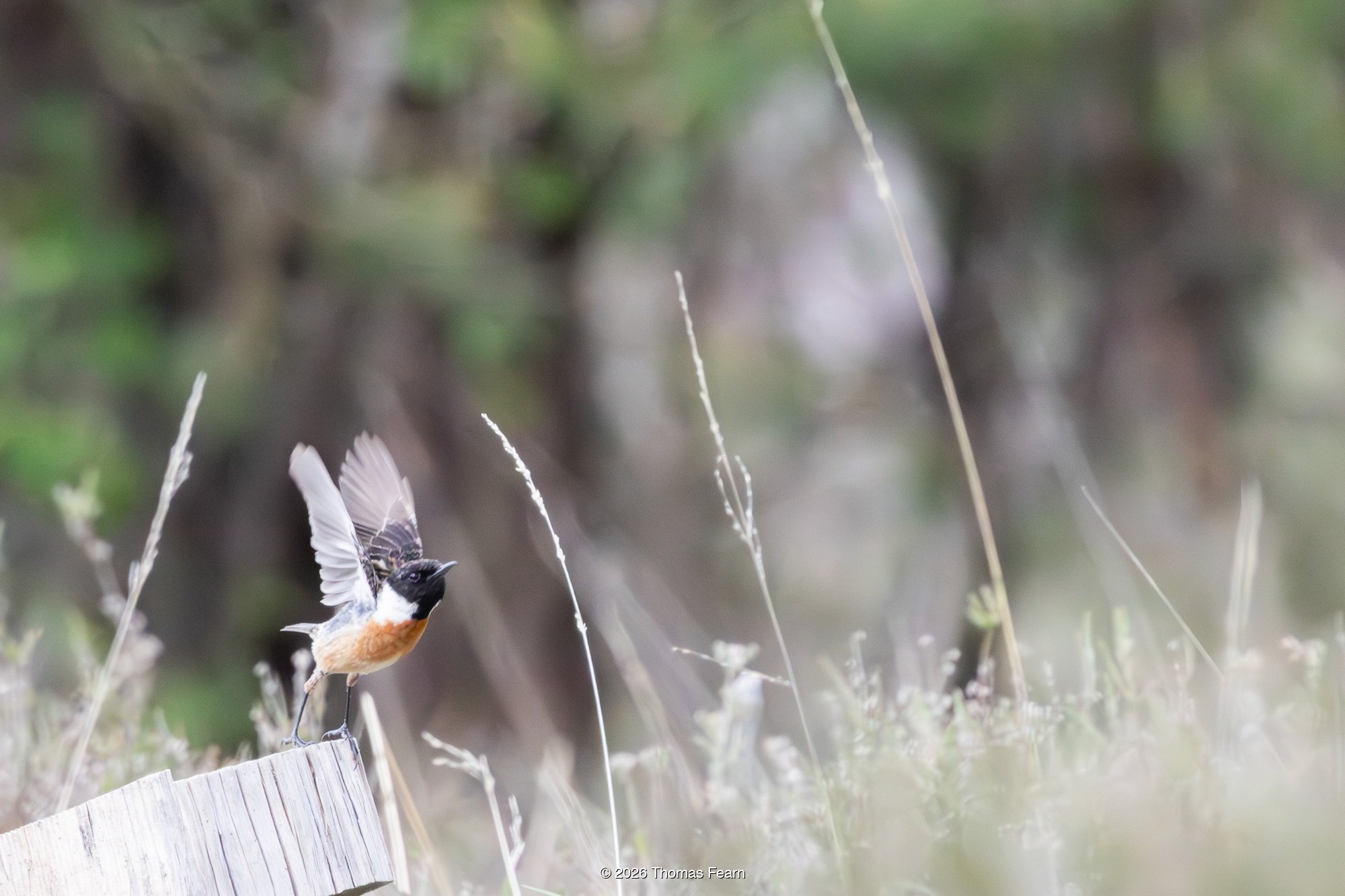 Stonechat leaping from a wooden post