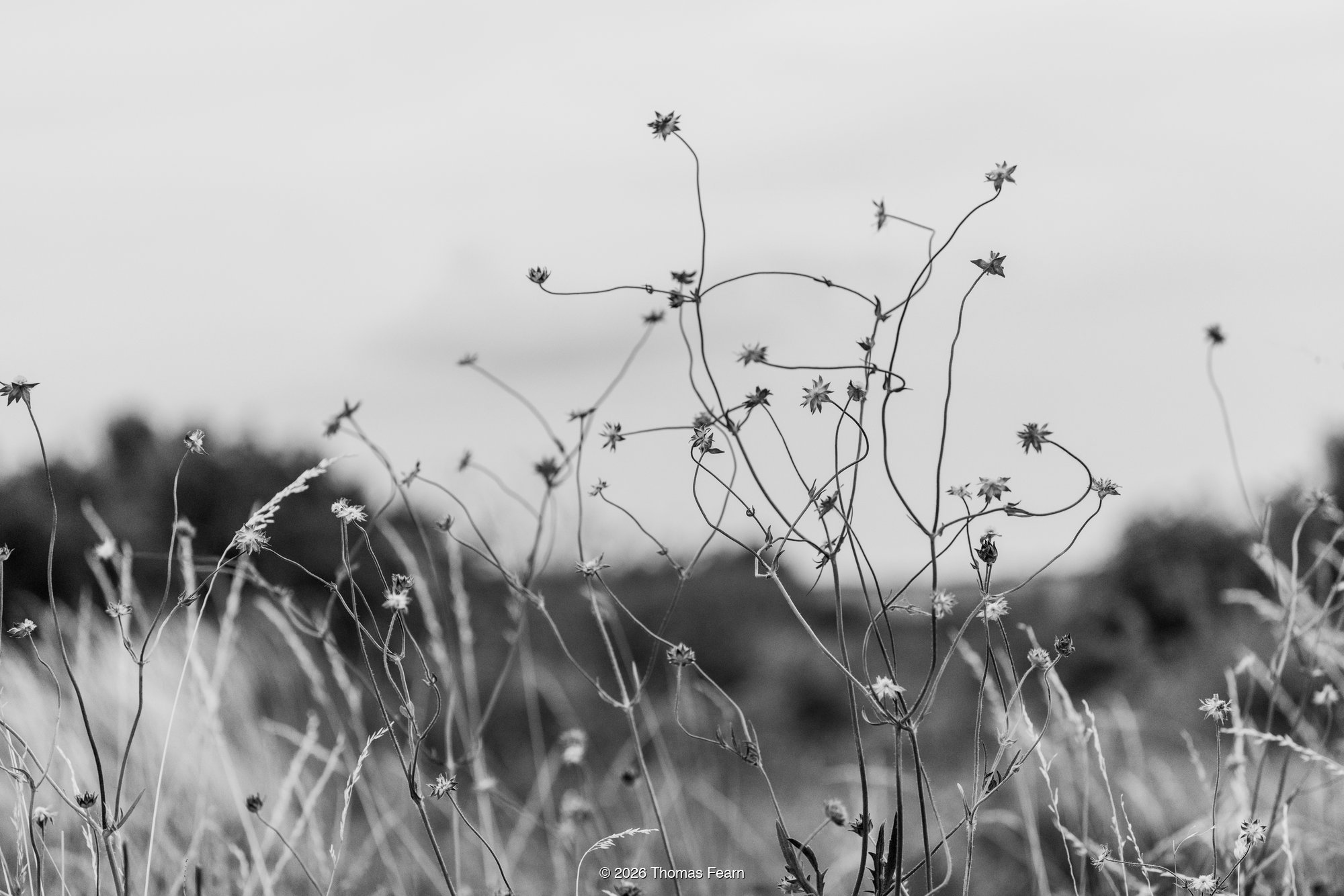 Meadow seedheads in black and white