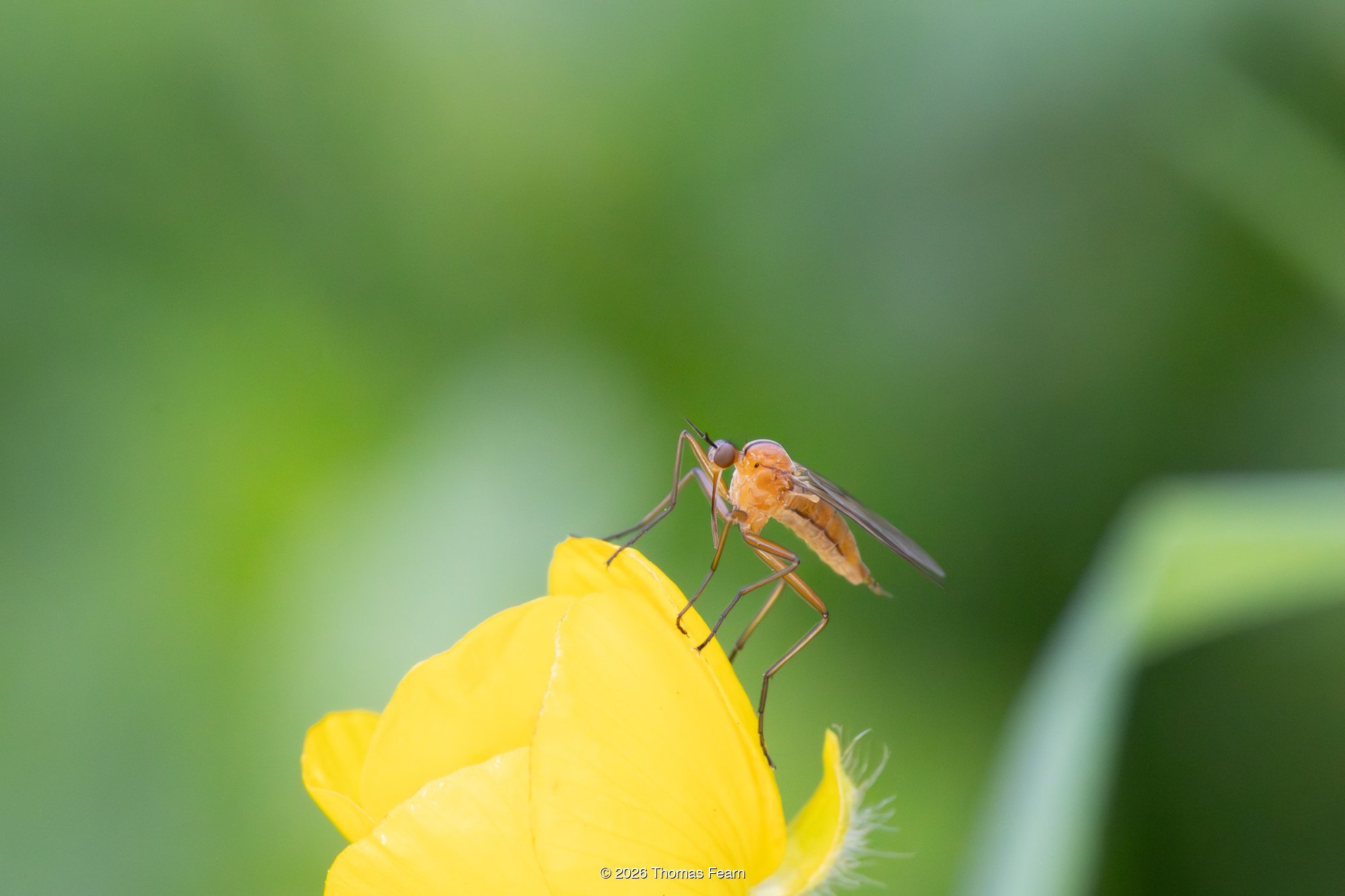 Dance fly perched on a buttercup petal