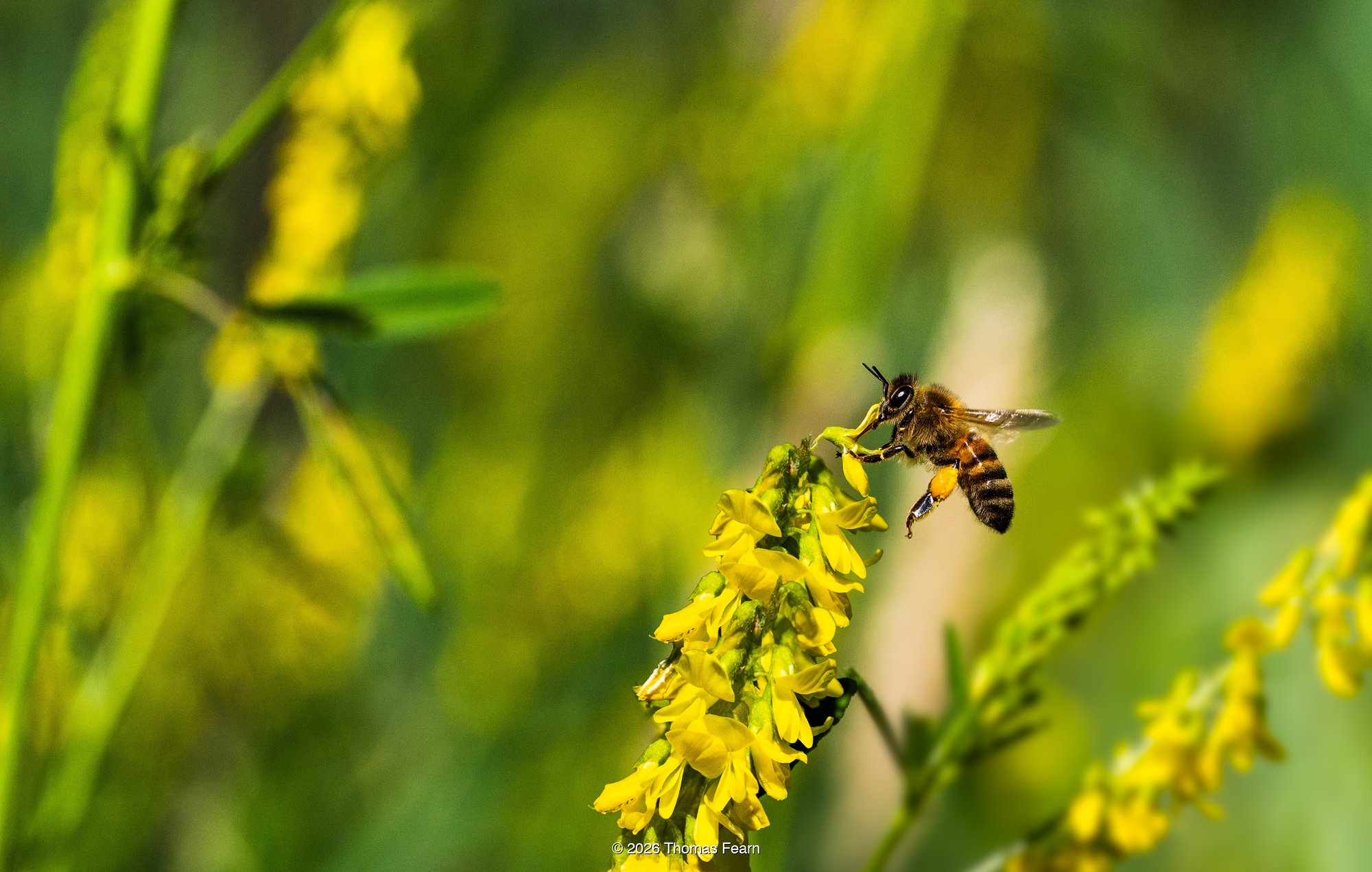 Honey bee on a spike of melilot