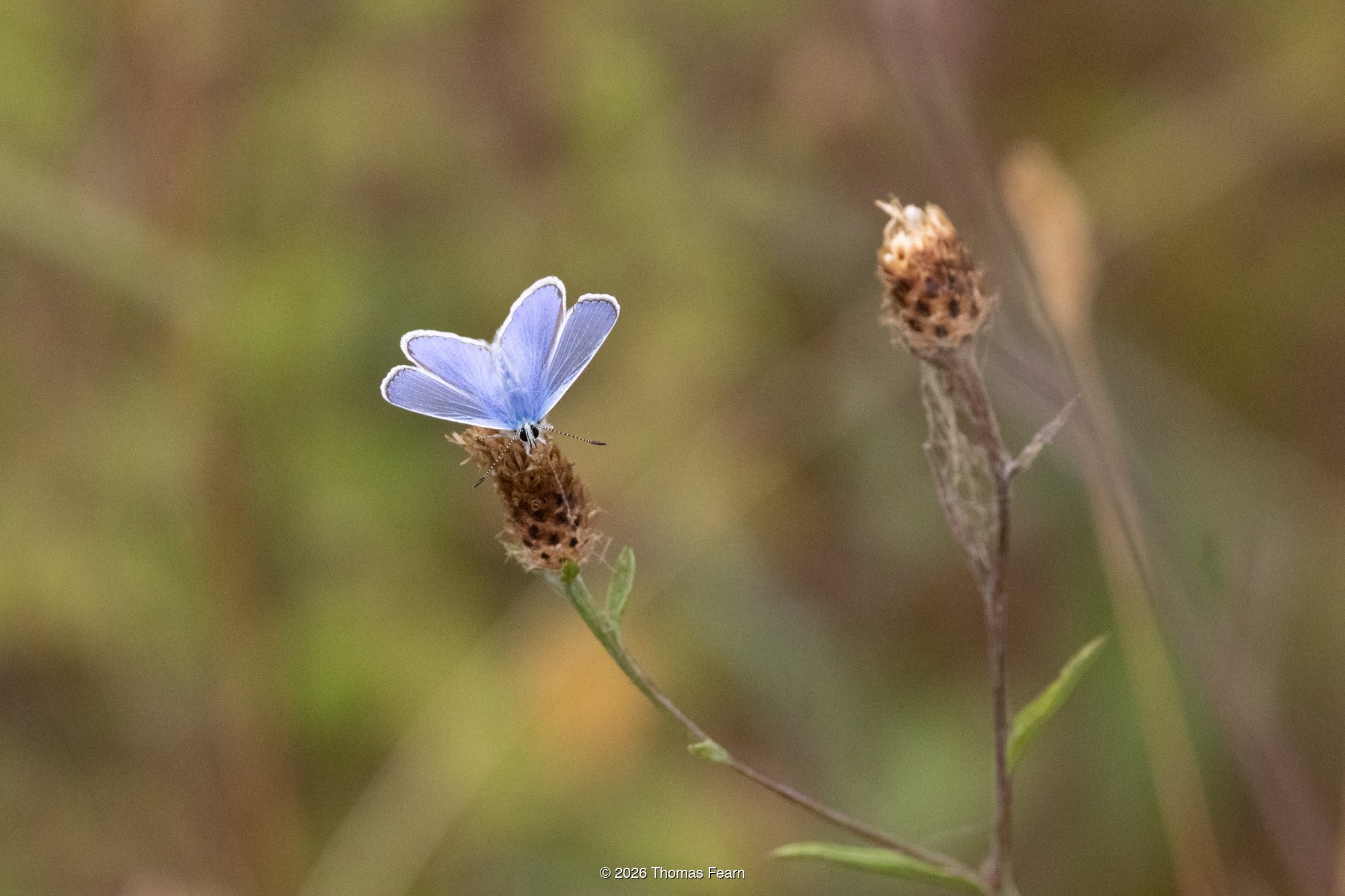 Male common blue on knapweed