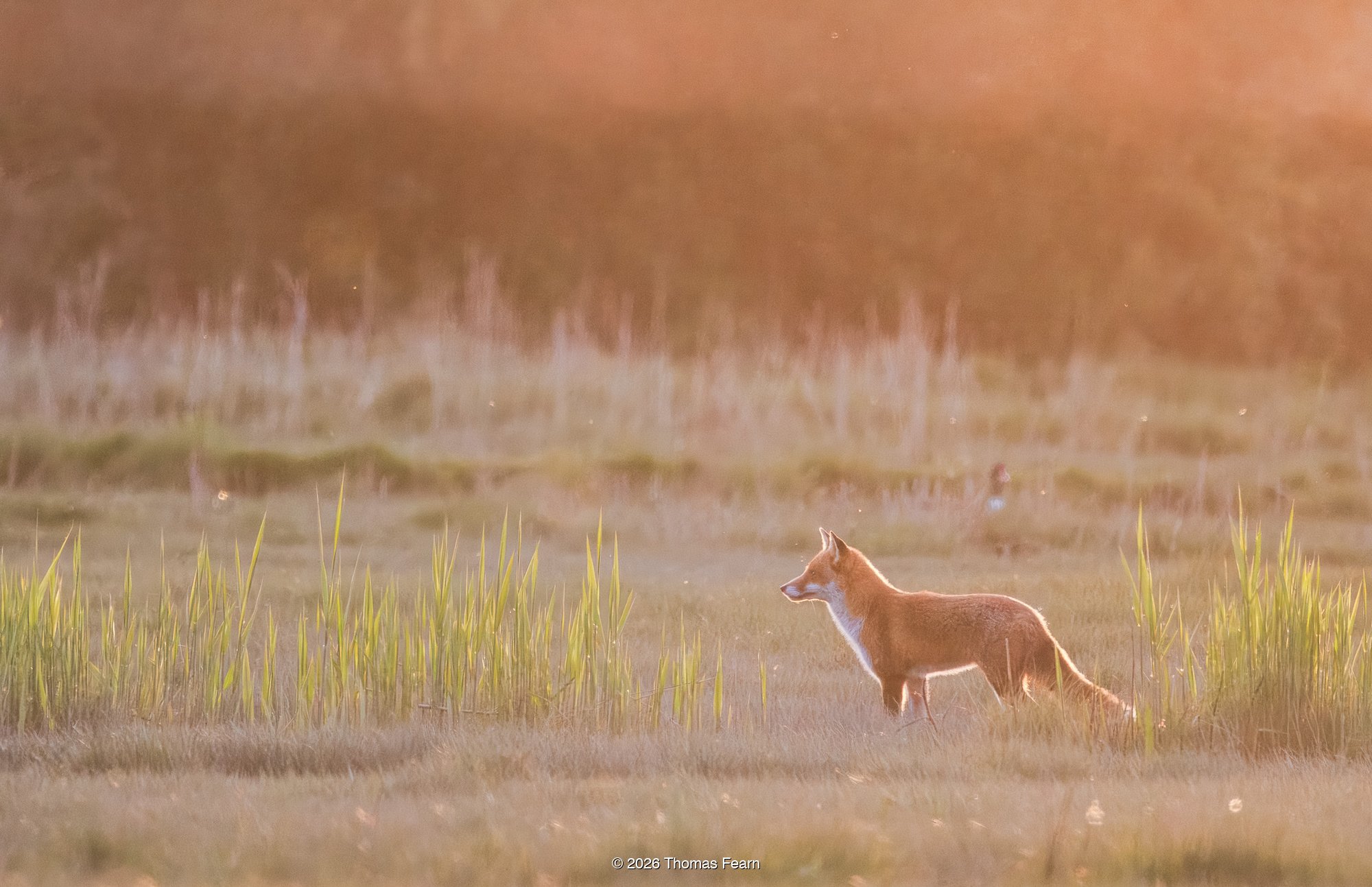 Distant fox at dusk in misty meadow