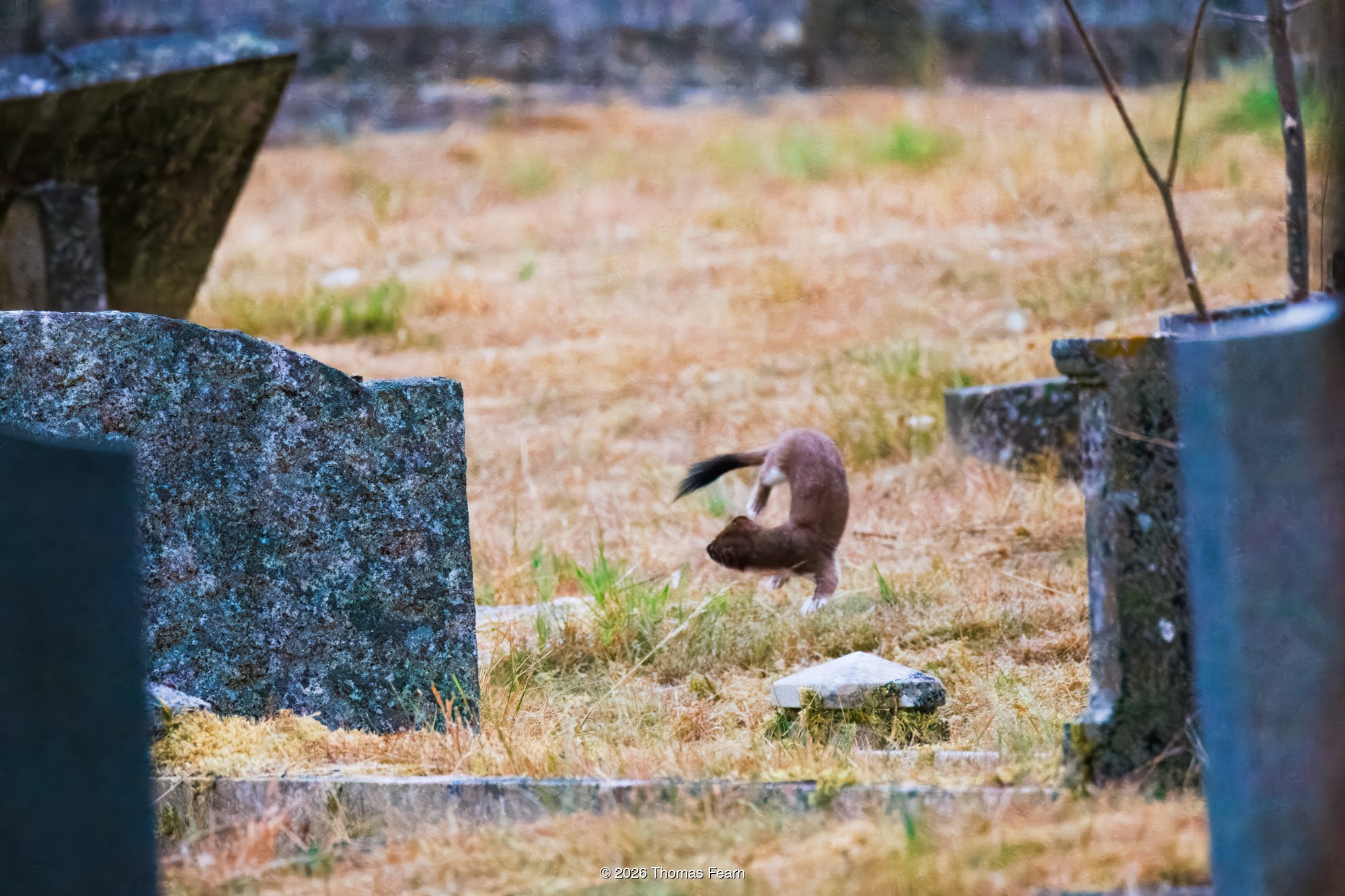 Stoat bounding between headstones