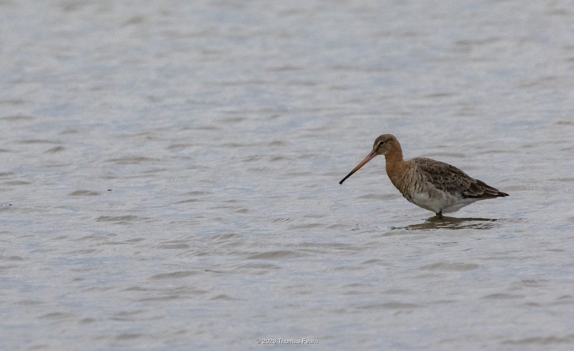 Black-tailed godwit on still water