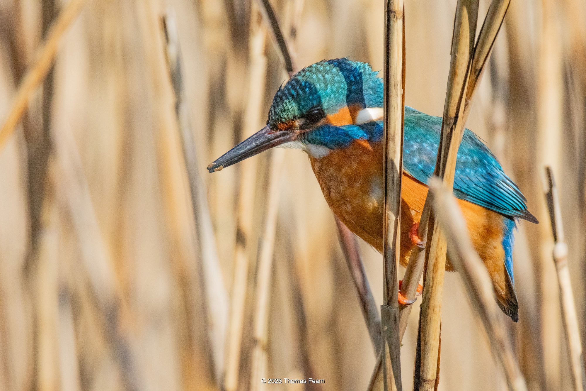 Common kingfisher on cattail stems
