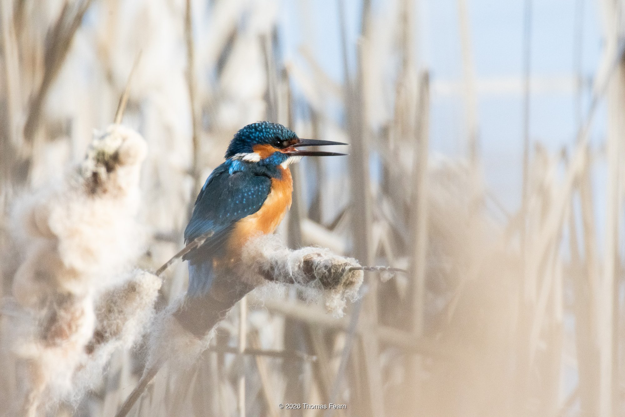 Kingfisher perched in a sunlit reedbed