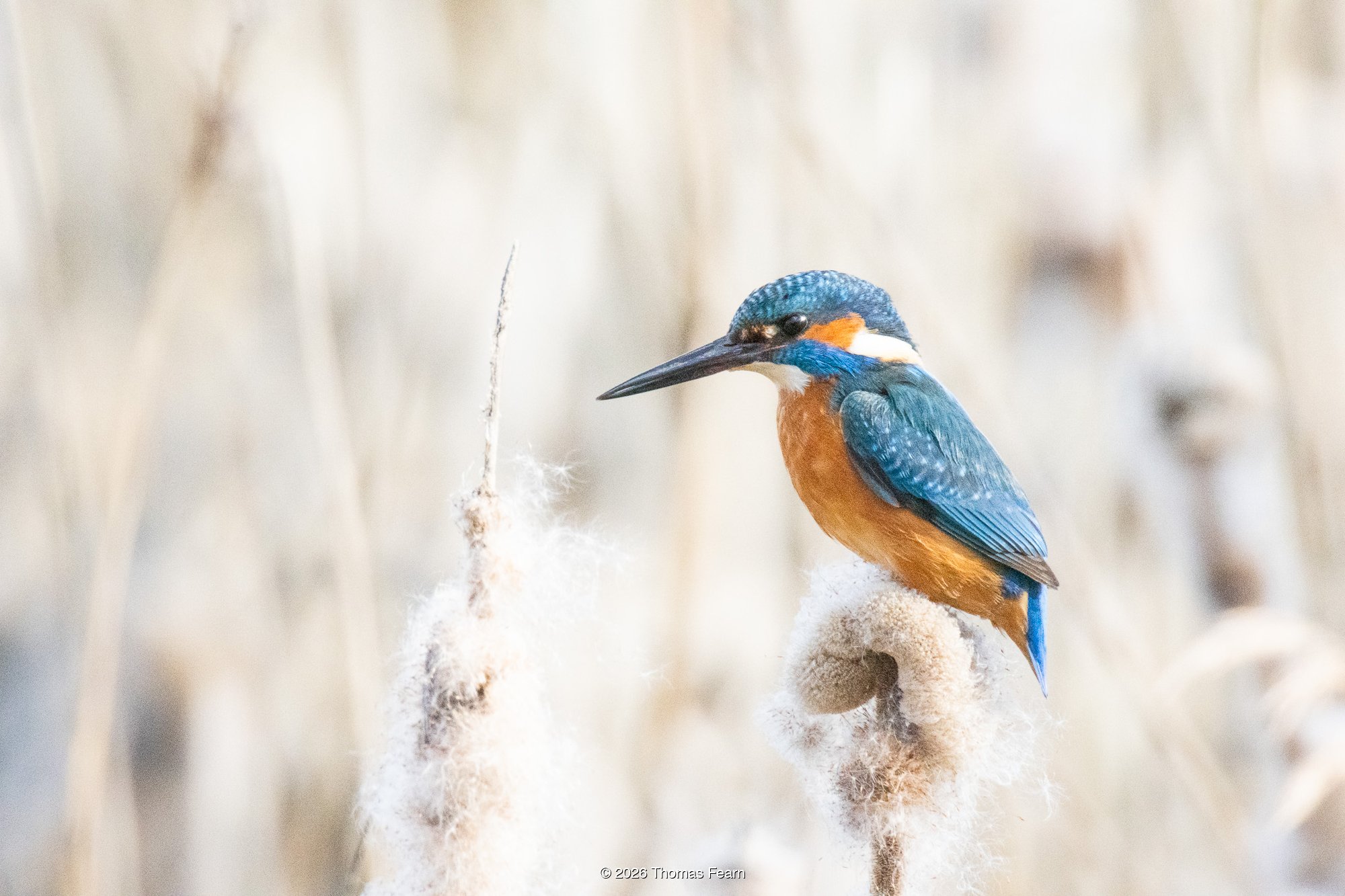 Kingfisher against a soft pale sky