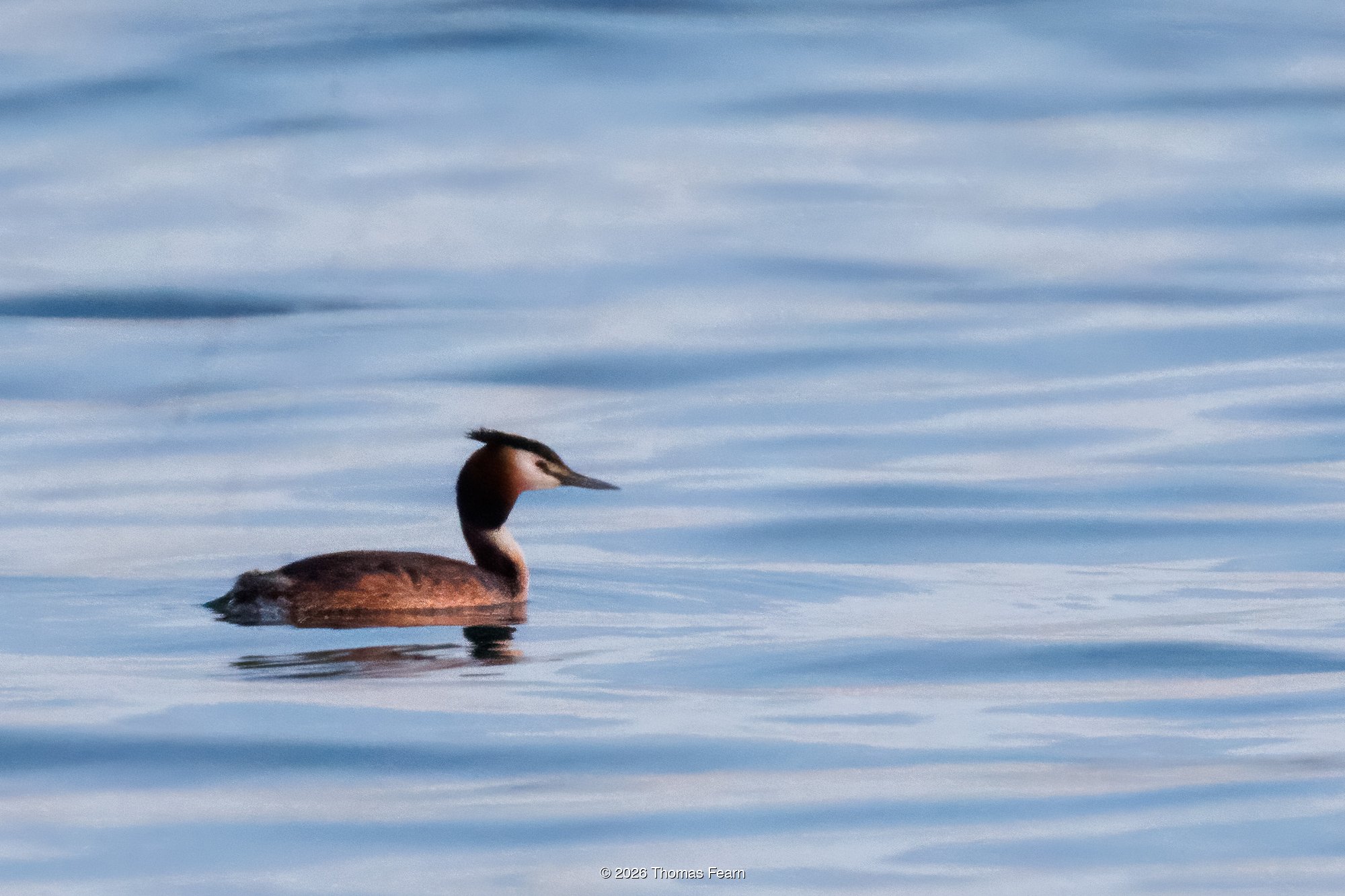 Great crested grebe in display posture