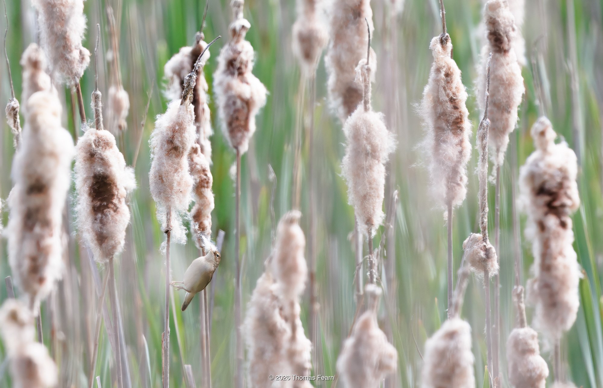 Reed warbler beside cattail seedheads