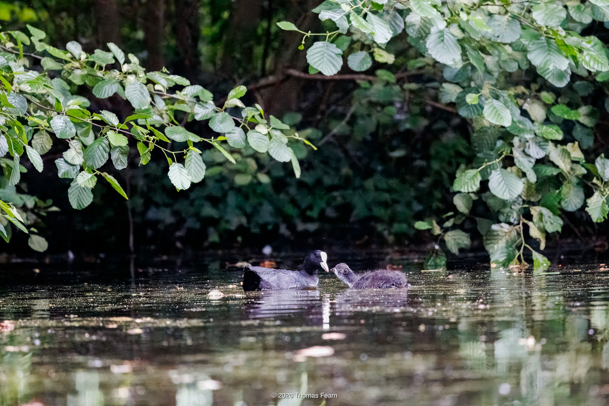 Coot pair beneath overhanging leaves
