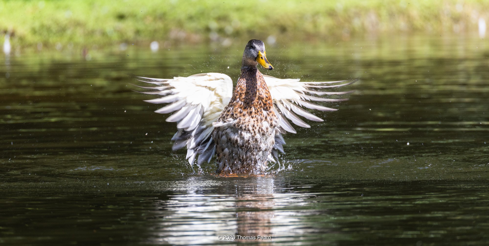 Duck flapping its wings dry after bathing