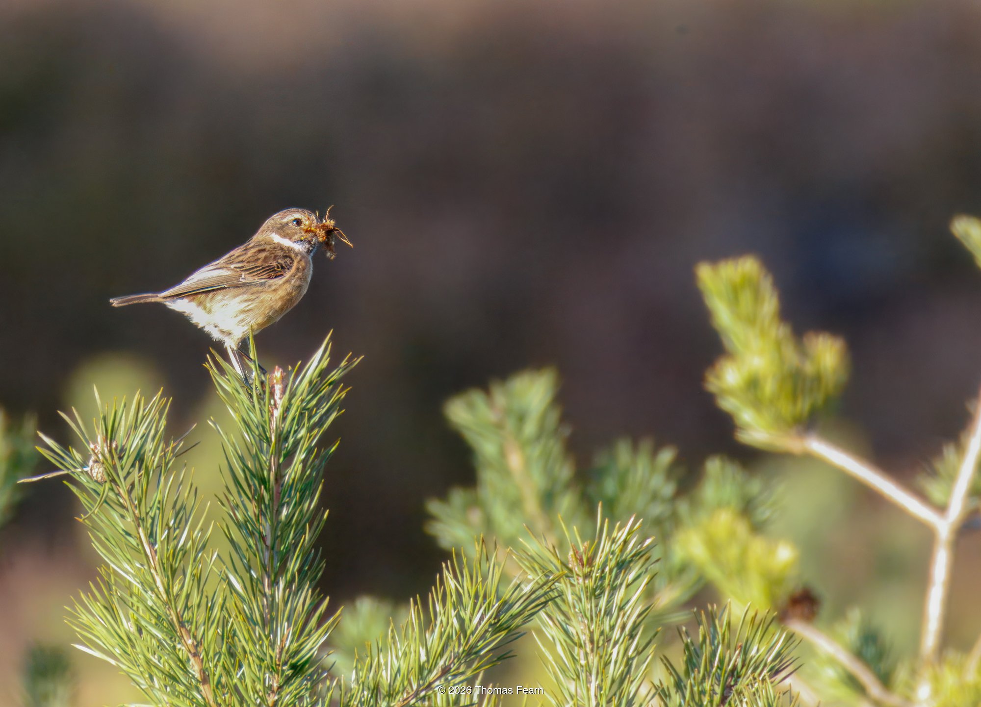 Stonechat with prey on a pine top