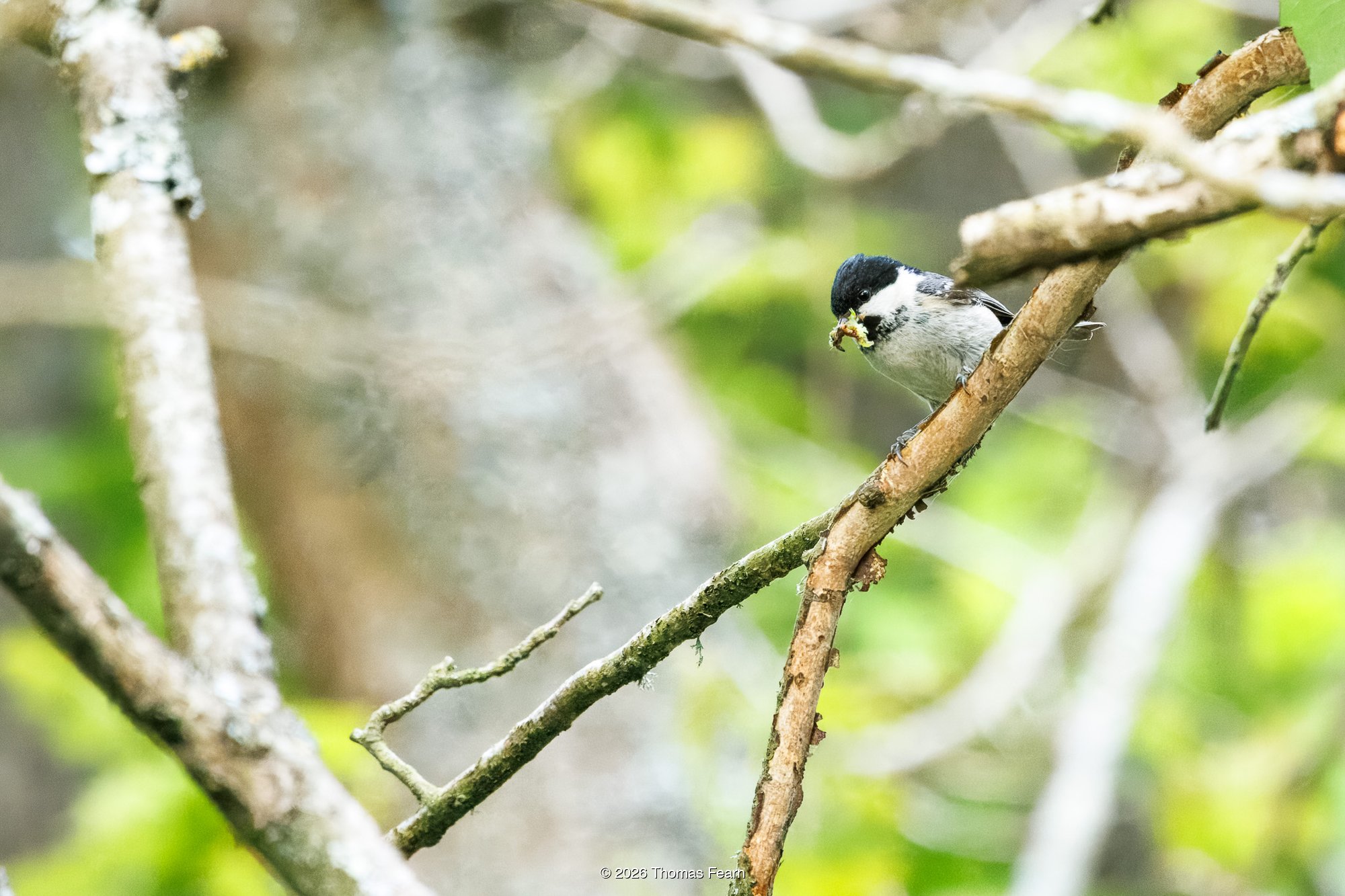Coal Tit in spring foliage