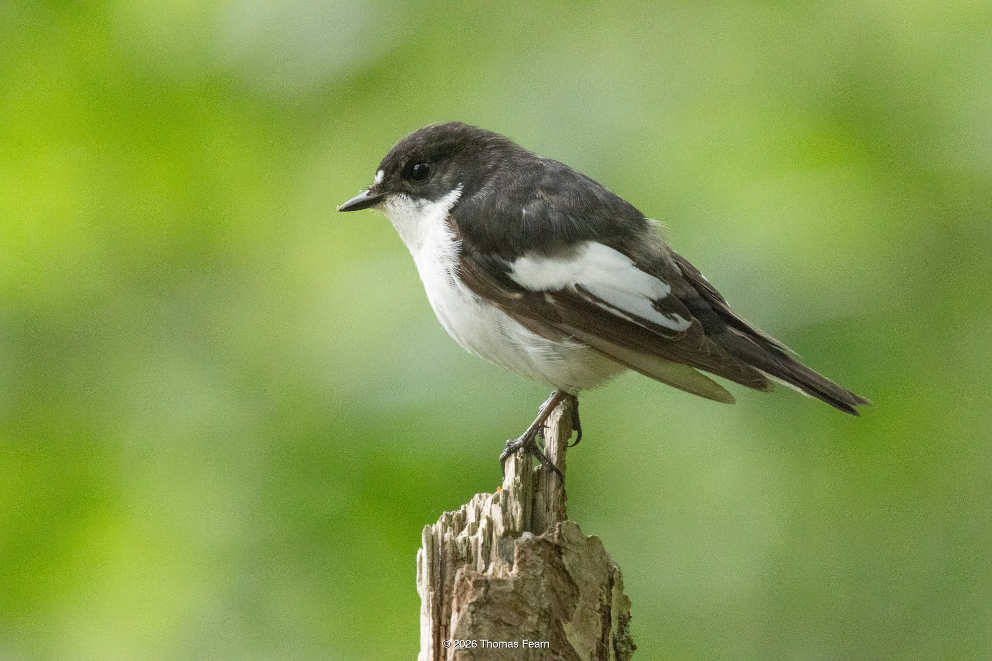 Pied flycatcher on a branch