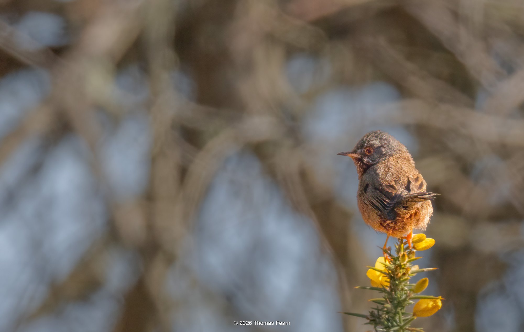 Dartford Warbler on a gorse sprig