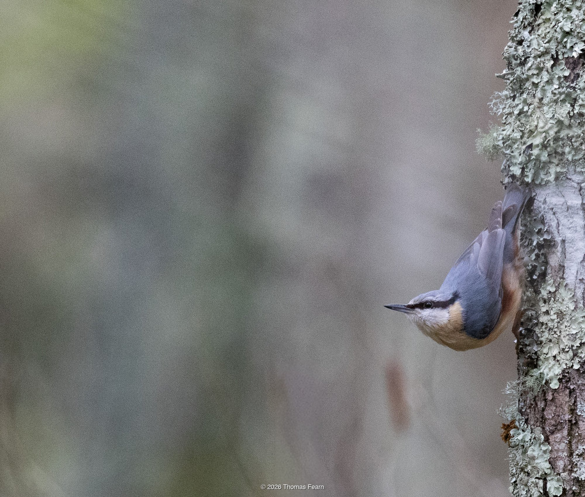 Nuthatch descending a trunk