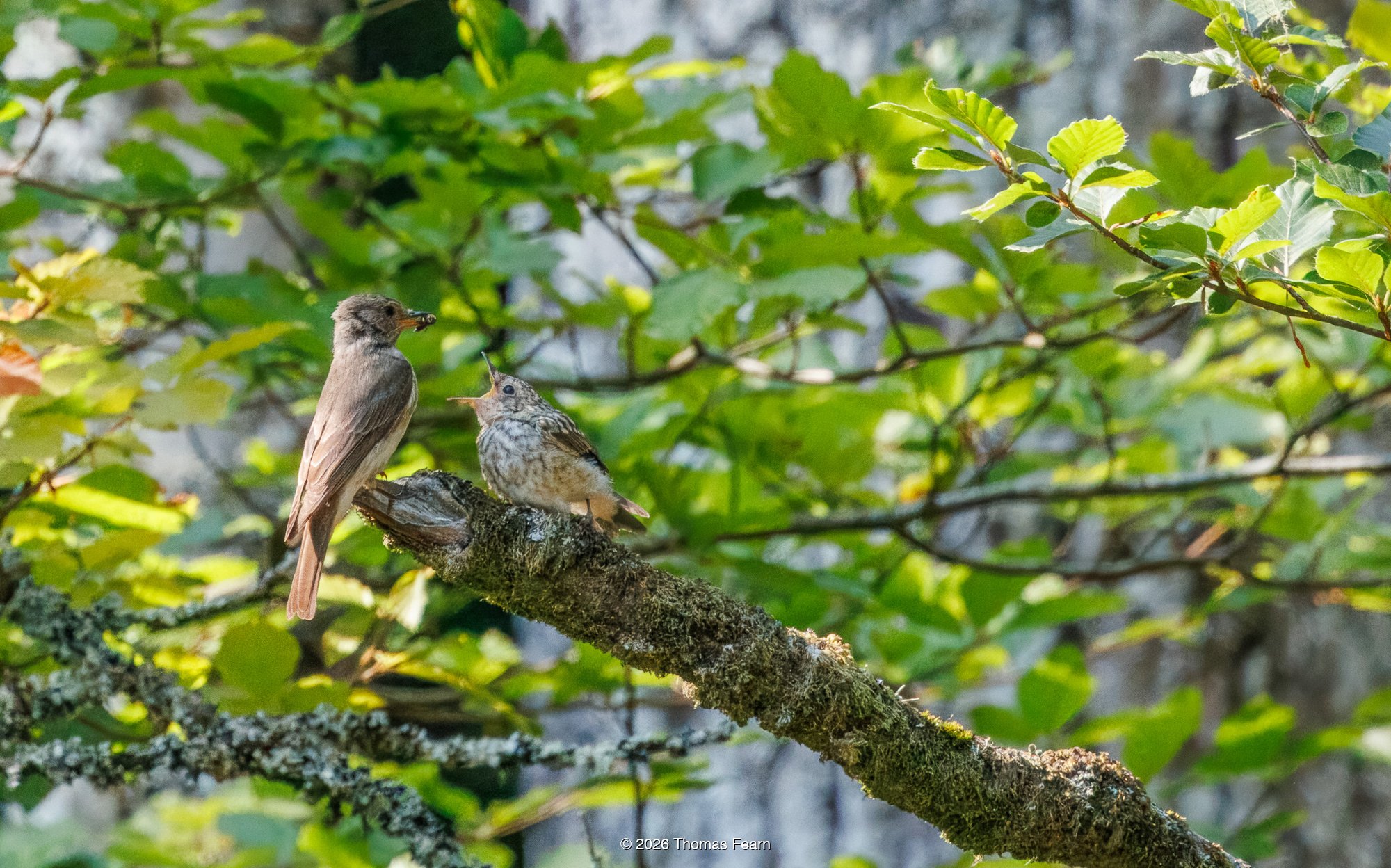 Spotted Flycatcher feeding a juvenile