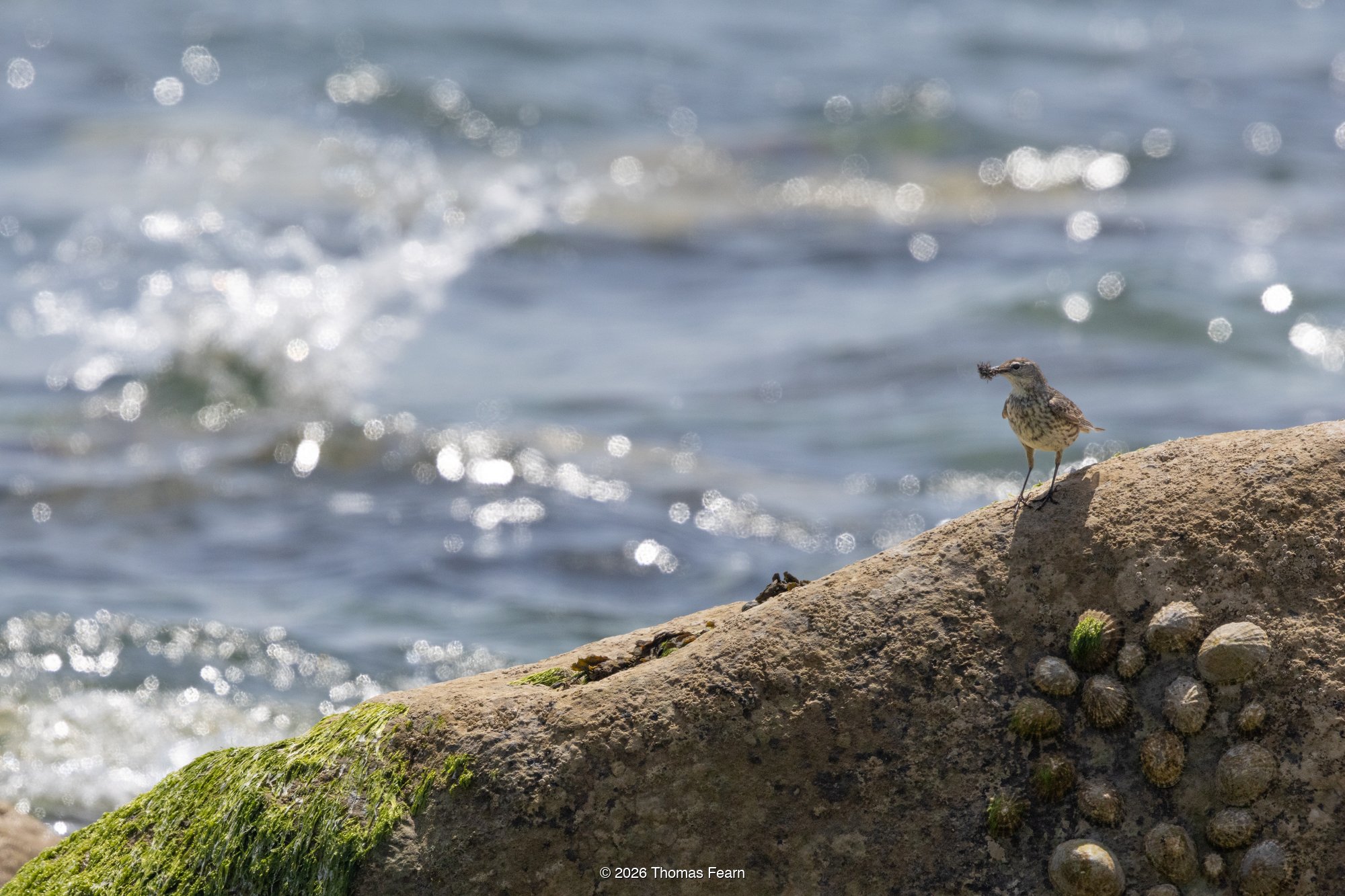 Rock Pipit on weathered rocks at the shore