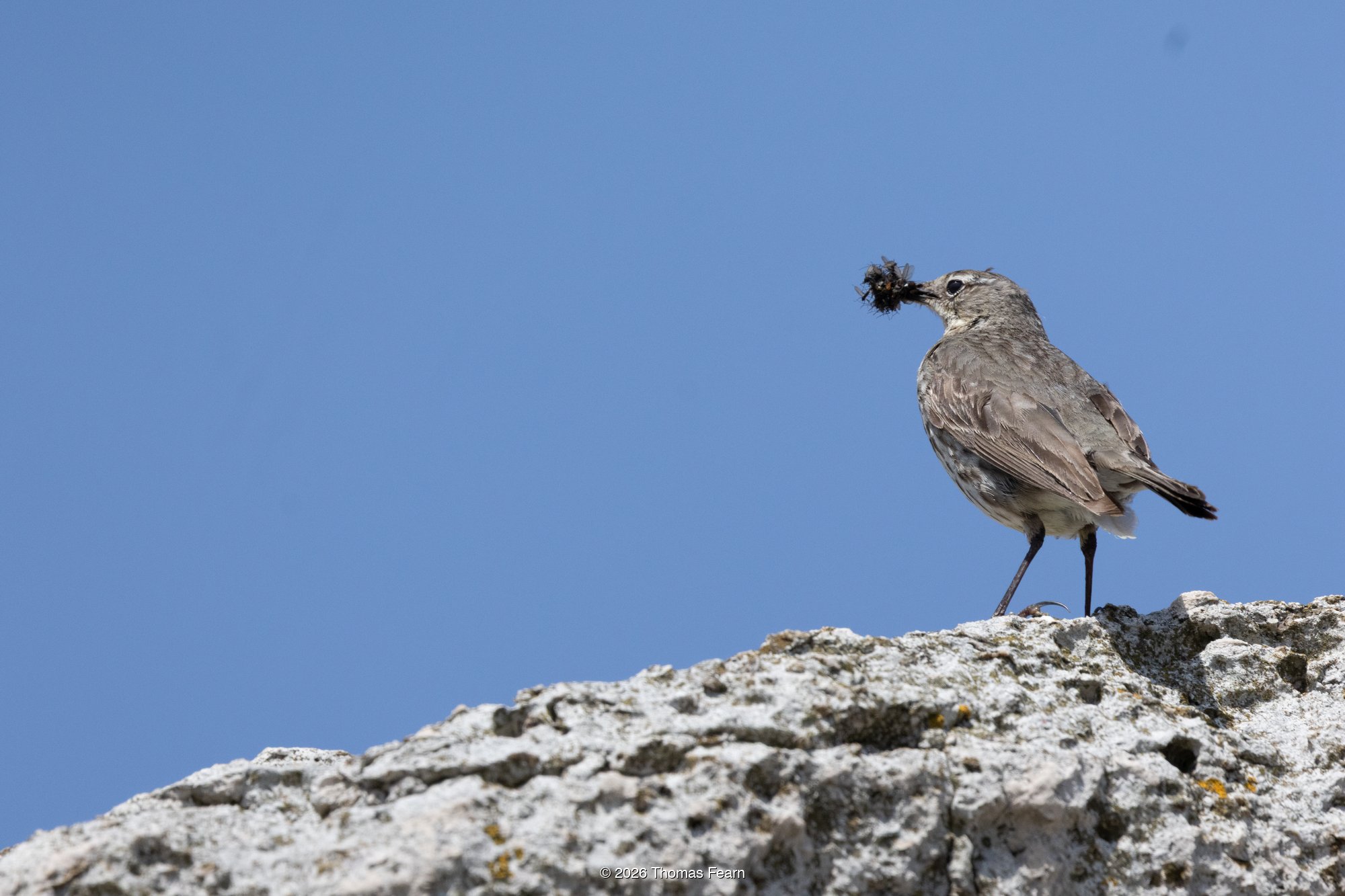 Rock Pipit on a rock against blue sky
