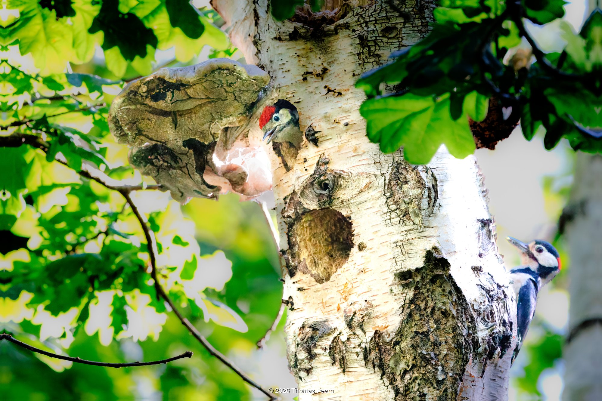 Great Spotted Woodpeckers at the nest hole