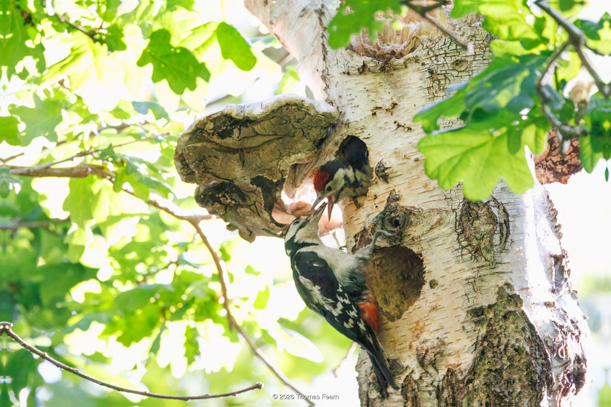 Great spotted woodpecker feeding chicks at the nest