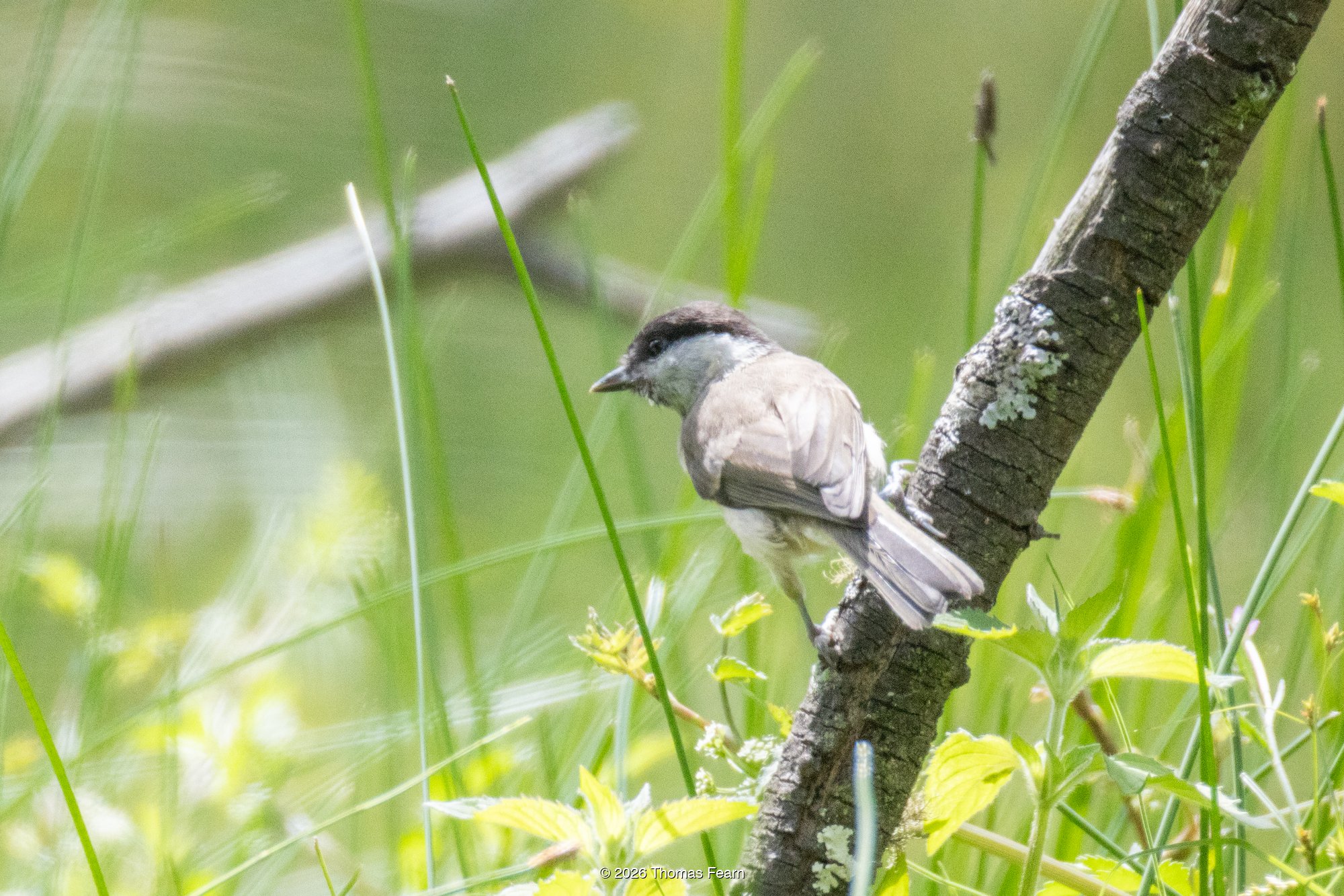 Marsh tit on a lichen-clad branch
