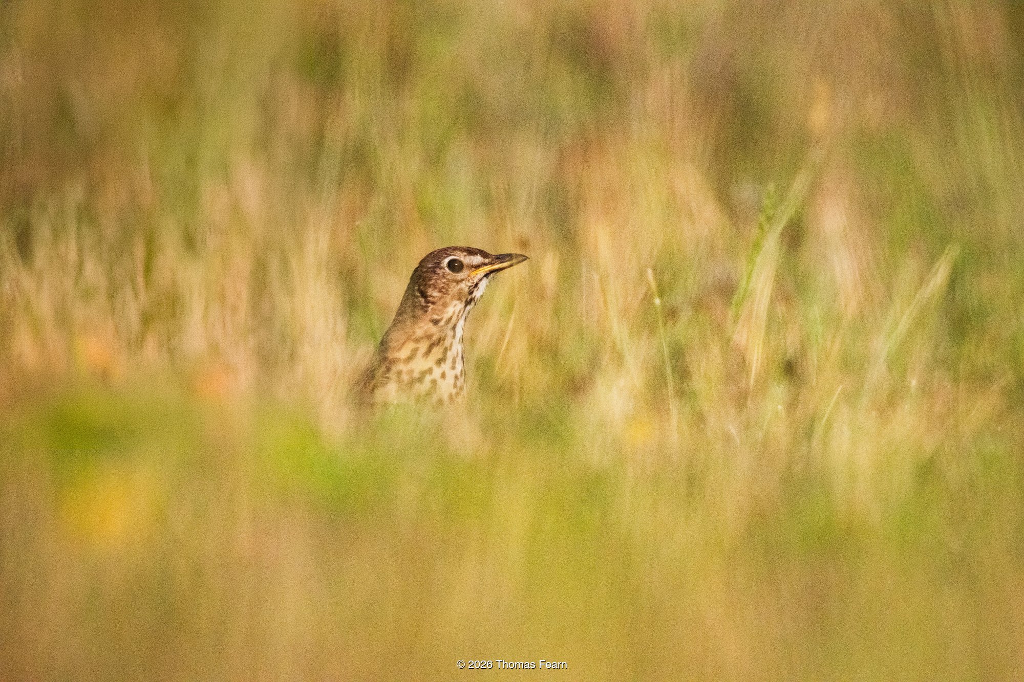 A song thrush lifts its head above the summer meadow grasses, spotted breast half-hidden, in warm backlit evening light.
